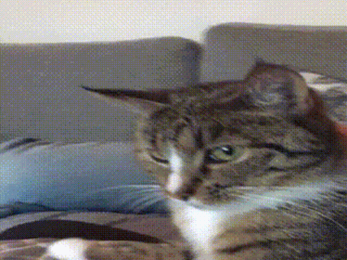 A Cat Laying On A Couch Looking At The Camera GIF