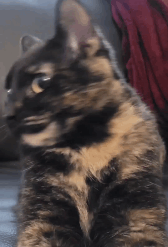 A Cat Laying On A Couch Looking At The Camera With A Blurry Background GIF