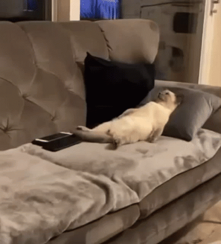A Cat Laying On A Couch With A Remote Control GIF
