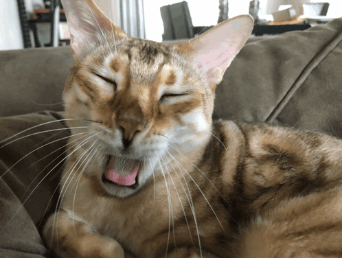 A Cat Laying On A Couch With Its Eyes Closed And Its Tongue Out GIF