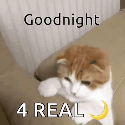 A Cat Laying On A Couch With The Words Goodnight 4 Real On The Bottom GIF