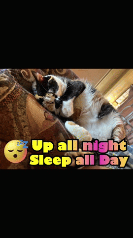 A Cat Laying On A Couch With The Words Up All Night Sleep All Day Above It GIF