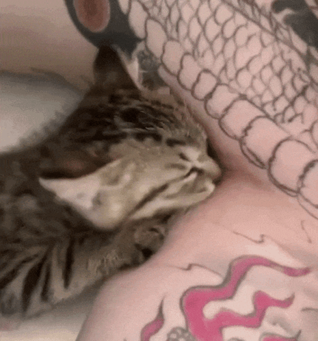 A Cat Laying On A Person 'S Arm With A Tattoo Of A Dragon GIF