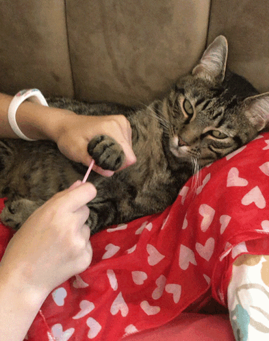 A Cat Laying On A Person 'S Lap With A Pink Toothbrush In Its Paw GIF