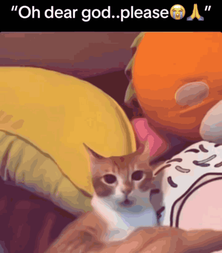 A Cat Laying On A Person 'S Lap With The Words " Oh Dear God Please " Above It GIF