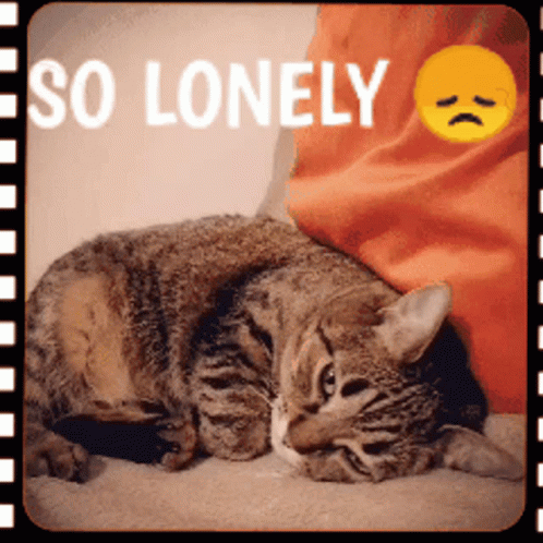 A Cat Laying On A Person 'S Lap With The Words So Lonely Below It GIF
