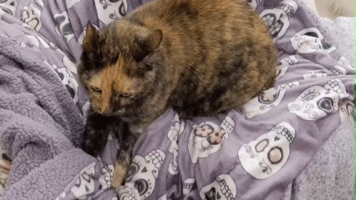 A Cat Laying On A Purple Blanket With Skulls On It GIF