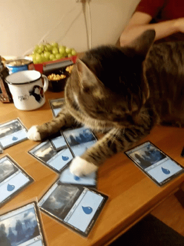 A Cat Laying On A Table Playing A Game Of Magic The Gathering With Cards On It GIF