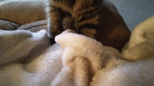 A Cat Laying On A White Blanket With Its Paw On It GIF