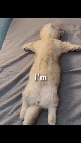 A Cat Laying On Its Back On A Bed With The Words I 'M On Its Back GIF