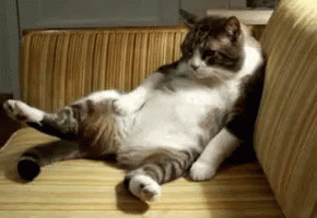 A Cat Laying On Its Back On A Couch With Its Legs Crossed GIF