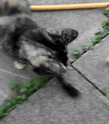 A Cat Laying On Its Back On A Sidewalk With A Yellow Stick In The Background GIF