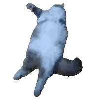 a cat laying on its back with its paws up