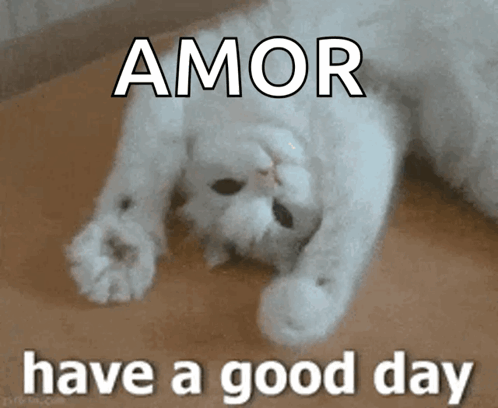 Cat Lying On Back Amor Have A Good Day GIF
