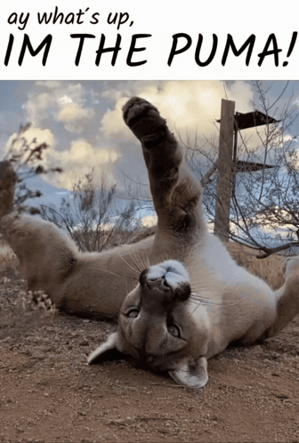 A Cat Laying On Its Back With The Words " Ay What 'S Up I 'M The Puma " Above It GIF