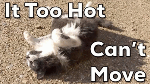 A Cat Laying On Its Back With The Words " It Too Hot Can 'T Move " Below It GIF