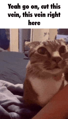 A Cat Laying On Someone 'S Lap With A Caption That Says " Yeah Go On Cut This Vein This Vein Right Here " GIF
