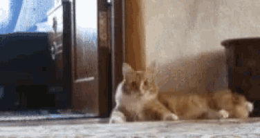 A Cat Laying On The Floor In Front Of A Door GIF