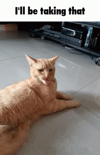 A Cat Laying On The Floor With The Caption I 'Ll Be Taking That Above It GIF