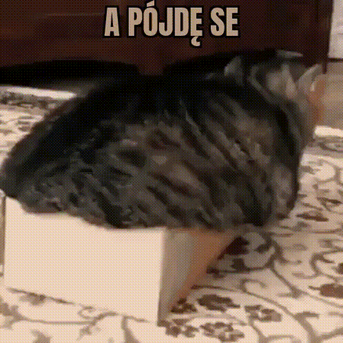 A Cat Laying On Top Of A Box With The Words A Pojde Se Written Above It GIF