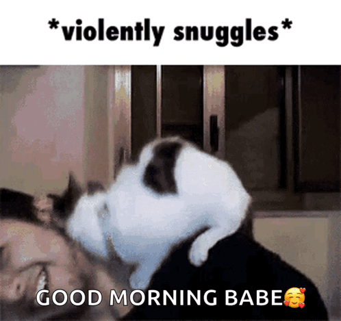 A Cat Laying On Top Of A Man 'S Head With The Words " Violently Snuggles " Above It GIF