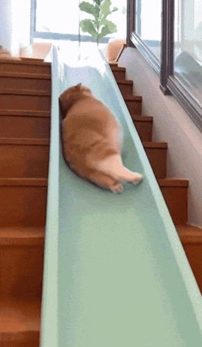 A Cat Laying On Top Of A Slide Going Down A Set Of Stairs GIF