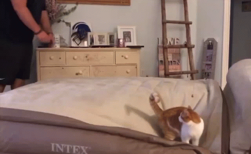 A Cat Laying On Top Of An Intex Bed GIF