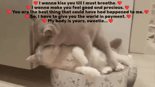 A Cat Laying On Top Of Another Cat With The Words I Wanna Kiss You Till I Must Breathe Written Above It GIF