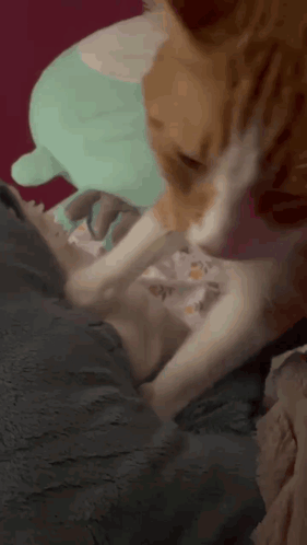 A Cat Licking Another Cat 'S Paw On A Blanket GIF