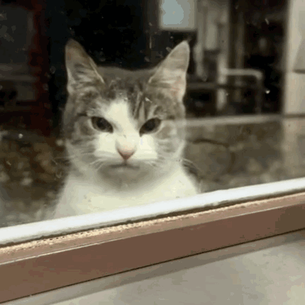 A Cat Looking Out A Window With A Serious Look On His Face GIF