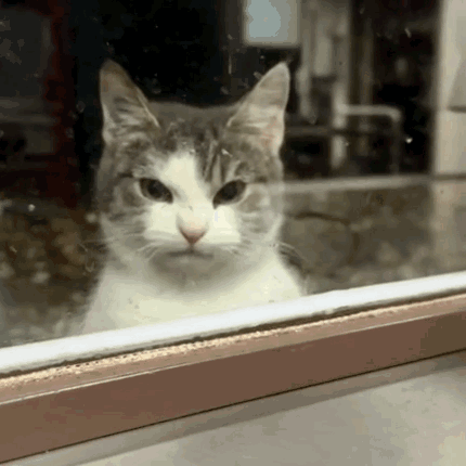 A Cat Looking Out A Window With A Serious Look On His Face GIF