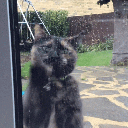 A Cat Looking Out A Window With A Swing Set In The Backyard GIF
