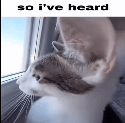 A Cat Looking Out A Window With The Words So I 'Ve Heard Above It GIF