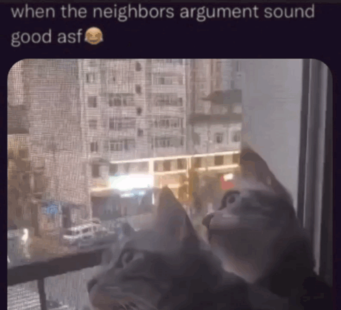 A Cat Looking Out Of A Window With A Caption That Says When The Neighbors Argument Sound Good Asf GIF