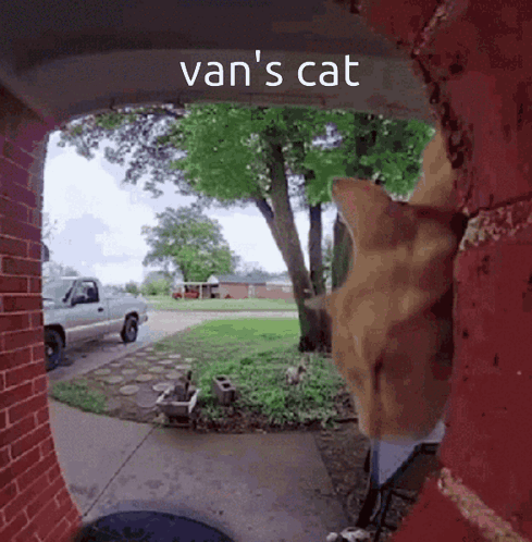 A Cat Looking Through A Doorway With The Words Van 'S Cat Written Above It GIF