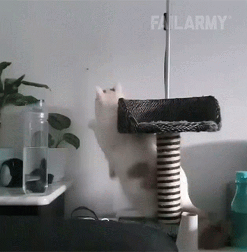 A Cat On A Cat Tree With Failarmy Written On The Bottom Right GIF