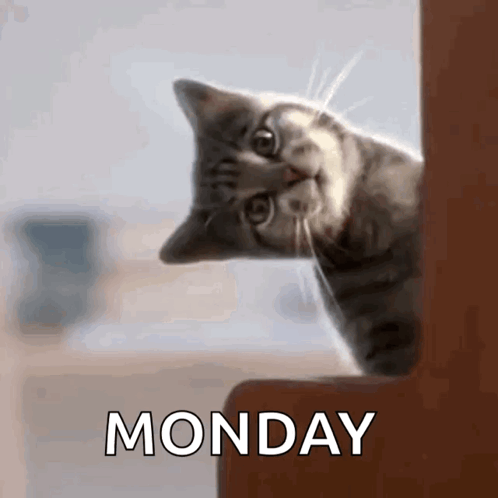 A Cat Peeking Out From Behind A Corner With The Word Monday Behind It GIF