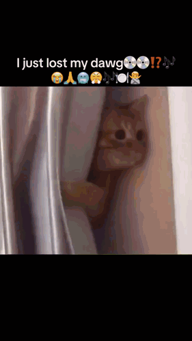 A Cat Peeking Out From Behind A Curtain With The Caption I Just Lost My Dawg ! GIF