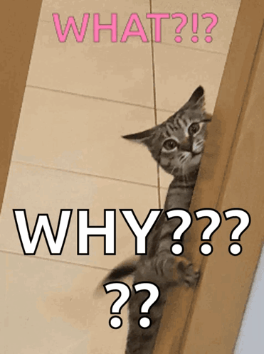 A Cat Peeking Out From Behind A Door With The Words " What Why " Written Above It GIF