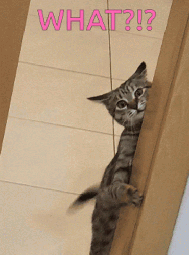 A Cat Peeking Out From Behind A Door With The Words What Written On The Bottom GIF