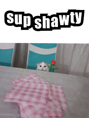 A Cat Peeking Out From Behind A Stack Of Pink Plaid Napkins With The Word Supshawty Above It GIF