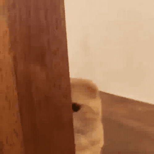A Cat Peeking Out From Behind A Wooden Door . GIF