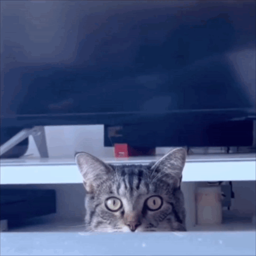 A Cat Peeking Out From Underneath A Television GIF