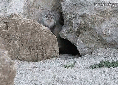 A Cat Peeking Out Of A Hole In The Rocks With Gifak.net Written On The Bottom Right GIF