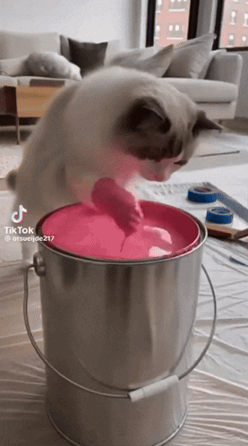 A Cat Playing With A Bucket Of Pink Paint GIF