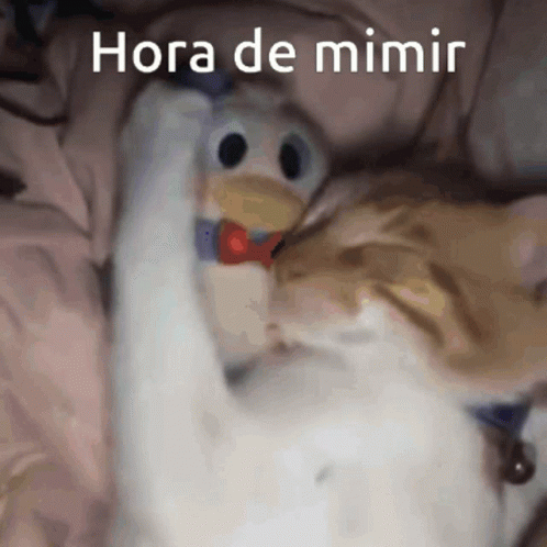 A Cat Playing With A Stuffed Animal That Says Hora De Mimir On It GIF