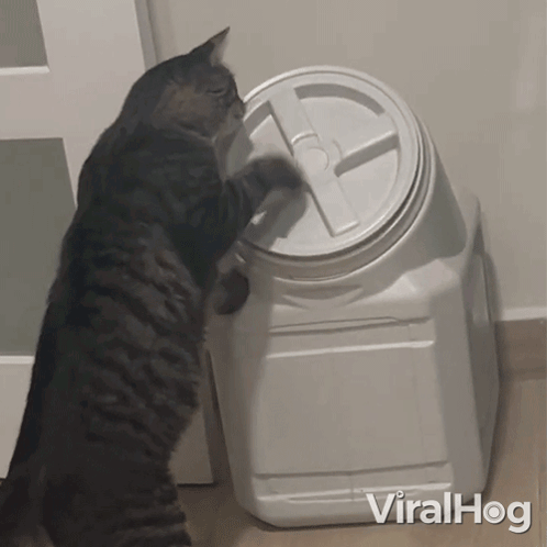 A Cat Reaches Into A White Plastic Container With Viralhog Written On The Bottom GIF