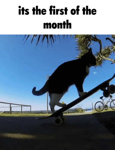 A Cat Riding A Skateboard With The Words " Its The First Of The Month " GIF