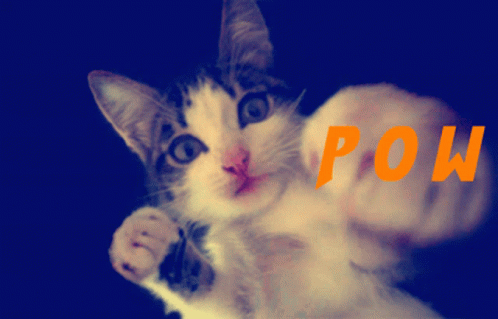 A Cat 'S Paw Is Shown With The Word Pow Written In Orange GIF