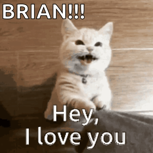 A Cat Says Brian Hey I Love You In Front Of A Wooden Wall GIF